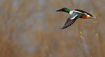 shoveler Duck, duck, water, mallard, waterfowl, flying Duck, flying, nature, shoveler, wildlife, aquatic