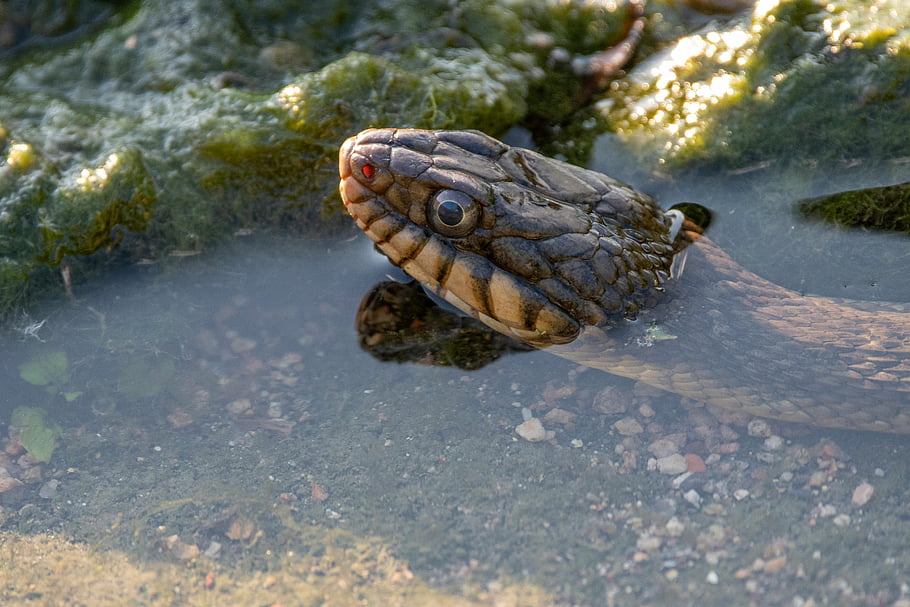 snake in water, close-up snake, partially submerged snake, lush green algae, detailed snake photo, water snake, snake reflection, snake head, snake eyes, aquatic snake, snake habitat