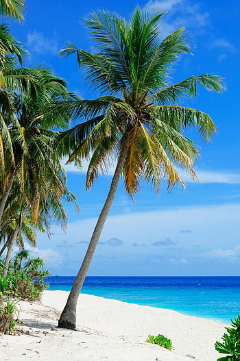 coconut tree, body of water, blue sky, tropical beach, palm trees, Fuvahmulah Island, Maldives, white sands, blue ocean, stunning tropical, beach scene