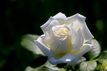 pink, rosebushes, flowering Shrubs, white Color, blooming, nature, spring, garden, gardening, horticulture, botanical