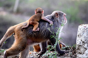 monkey, mother, family, monkey Baby, baby, wildlife, mammal, furry, animal World, baboon