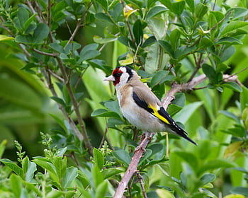 cardellino europeo, carduelis carduelis, uccello vibrante, ramo arroccato, foglie verdi lussureggianti, gambo dell'albero, fotografia naturalistica, scena della natura, piume colorate, ambientazione esterna, birdwatching