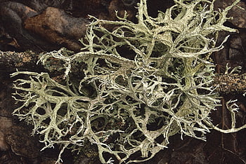 lišejník, Příroda, botanika, růst, kartáč cop, cladonia, Vazový cop, Vegetační těleso, Symbiont, Fungal Thallus
