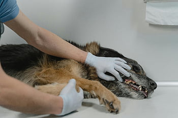 veterinarian, German Shepherd, health check, clinic visit, indoor, dog examination, pet care, animal health, medical gloves, veterinary clinic, dog care