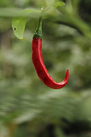 Pepe, peperoncino, Spezia, ingrediente, verdura, cibo, Generato da Ai, spezie, indiano