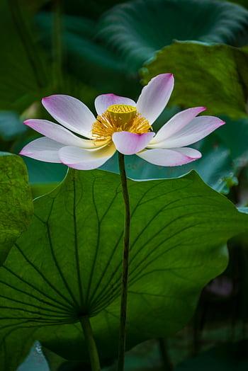 crin alb de apă, floare de lotus, Petale vibrante, frunze verzi luxuriante, eleganța naturii, a închide, flori delicate, centrul galben, frunze verzi, frumusete naturala, fotografie florală