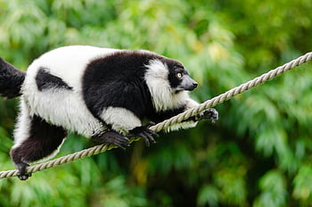 lemur hitam dan putih, Lemur di tali, dedaunan hijau subur, Lemur close-up, Menyeimbangkan Lemur, lemur kasar, satwa liar alam, binatang hutan, keseimbangan tali, latar belakang hijau