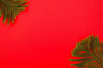 Hintergrund, schöne Tapete, Tannenzweig, Full HD Wallpaper, Rahmen, Tapete, Rand, HD Wallpaper, Dekoration, Desktop-Hintergründe, Weihnachtskarte