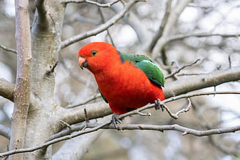 papoušek australský král, Příroda, královský papoušek, Papoušek, pták, alisterus scapularis, zvíře, volně žijících živočichů, ptačí, ornitologie, pozorování ptáků