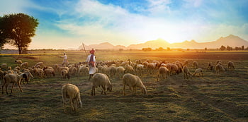shepherd, flock of sheep, Rajasthani pasture, sunrise, white sheep, farm, grazing sheep, rural scene, pastoral landscape, countryside, morning light
