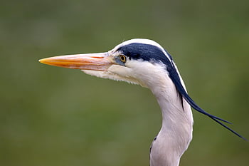grey Heron, heron, bird, ardea Cinerea, beak, feathers, plumage, nature, portrait, animal