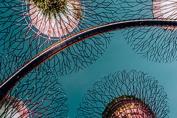 Supertree Grove, Singapore, illuminated walkways, futuristic constructions, night sky, captivating view, tree-like structures, Gardens by the Bay, illuminated trees, night illumination, futuristic architecture