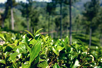 plantation, sri Lanka, tea, india, nature, asia, green, factory, harvest, ceylon, worker