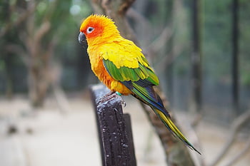 slunce conure, Papoušek, Pírko, barvitý, pták, kužel, zobák, křídlo, žlutá, půvabný, nést