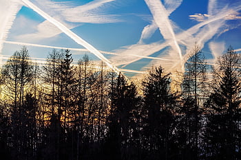 Pxclimateaction, contrails, contrails pesawat terbang, Pembunuh Iklim, lalu lintas udara, Gas Buang Dari Pesawat, gas, iklim, pohon, matahari terbit, alam