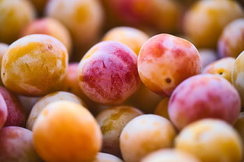 mirabelle Plum, fruit, organic, pink, yellow, tart, sweet, costs, harvest, nature
