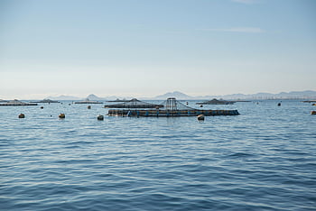 fish farm, blue sea, blue sky, San Pedro del Pinatar, Spain, expansive setup, calm waters, aquaculture, marine farming, ocean view, coastal scenery