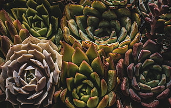cactus, garden, leaves, green, botany, succulents, houseplants, nature, close Up, calming, green Growth