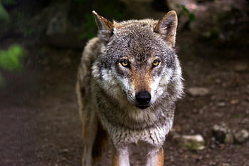 灰色と白のオオカミ、 野生のオオカミ、 自然の生息地、 雄大な毛皮、 ピアスアイズ、 強烈な視線、 野生動物の写真、 森の動物、 捕食者、 自然シーン、 屋外の野生生物