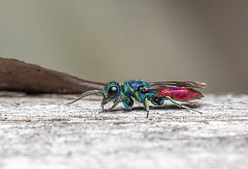 cuckoo-wasp, wood, insect, chrysis Ignita, leaf, wasp, nature, detail, parasitic, zoology, colorful