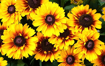 coneflower, květiny, rostlin, rudbeckia, žluté květy, okvětní lístky, květ, flóra, letní, Příroda
