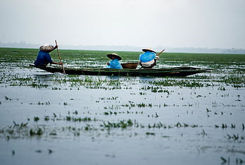 fishermen, traditional attire, fishing, wetlands, Sunamganj, Bangladesh, men, boat, body of water, traditional fishing, wetland fishing