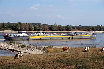 les vaches, navire, plaine inondable, Expédition intérieure, transport de marchandises, cargaison, fret, rivière, skipper intérieur, cargo, la navigation de plaisance