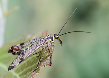 communis, makro, hmyz, létat, křídla, okřídlený hmyz, entomologie, zblízka, živočišného světa