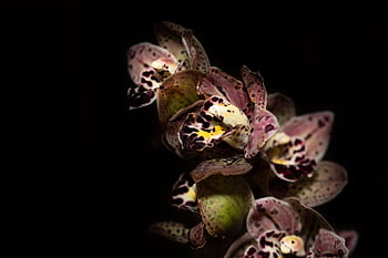 fiore, orchidea, fiorire, fioritura, flora, botanica, tropici, esotico, rosso, verde, natura