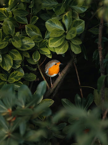 petirrojo europeo, vegetación exuberante, pájaro vibrante, belleza natural, Robin encaramado, hojas verdes, petirrojo encantador, pájaro europeo, fotografía de vida silvestre, escena de la naturaleza, pájaro del bosque