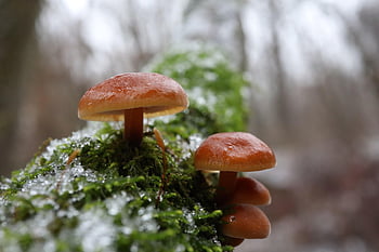 fungus, fungi, mushroom, flammulina Filiformis, winter, snow, moss, cold, nature, frozen, forest