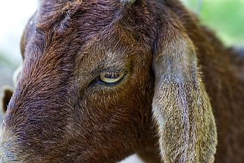 goat, brown, goats, farm, fur, animal, horns, livestock, horned, mammal, nature