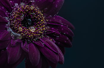gerbera, drops, wet, purple, flower Background, beautiful Flowers, flower, blossom, bloom, composites, close Up
