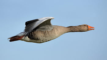 goose, bird, animal, feathers, plumage, beak, nature, wildlife, avian, flight, wings