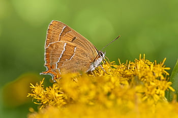 butterfly, flowers, pollinate, pollination, insect, winged Insect, beautiful Flowers, flower Background, butterfly Wings, flower Wallpaper, bloom