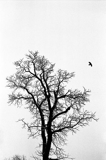 black bird, flying, leafless tree, black and white, silhouette, bare tree, bird in flight, winter scene, nature photography, monochrome, minimalism