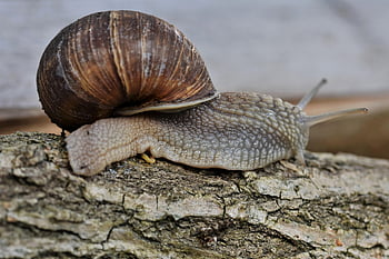 siput, hewan, moluska, spesies siput, margasatwa, alam, merapatkan