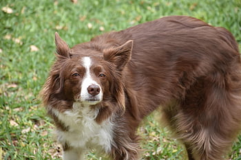 Hund, Border Collie, Eckzahn, Haustier, Tier, Gras, Haushund, Säugetier, Natur, draußen