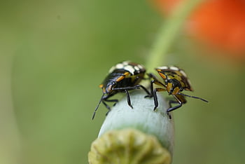 smradlavý bug, hmyz, opravdové chyby, volně žijících živočichů, Příroda, detailní