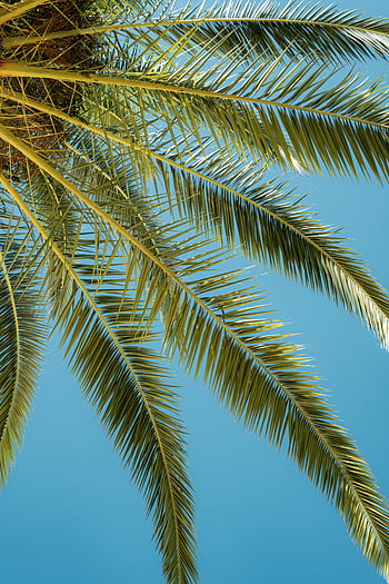 palm tree, blue sky, tropical palm leaves, vivid blue sky, serene summer vibe, arch gracefully, tropical scene, summer atmosphere, palm fronds, clear sky, tropical background