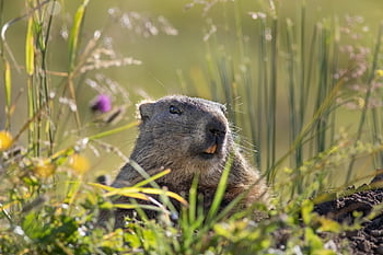 marmot, rodent, alpine Marmot, alps, nature, animal Watching, hibernation, austria