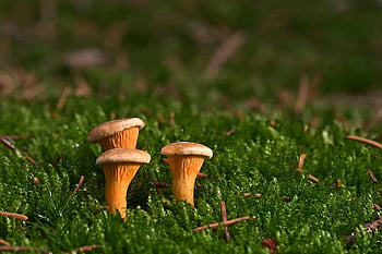 sienet, sammal, metsä, Vääriä kantarelleja, metsäpohja, luonto, Varo myrkyllistä, lähikuva
