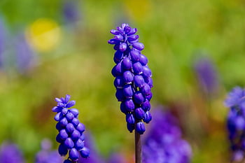 flower, hyacinths, grape Hyacinth, spring, flower Background, blossom, beautiful Flowers, flower Wallpaper, bloom, nature, flora