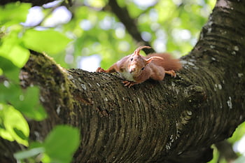 squirrel, rodent, tree, wildlife, forest, wilderness, nature, animal, animal World, verifiable Kitten, nager