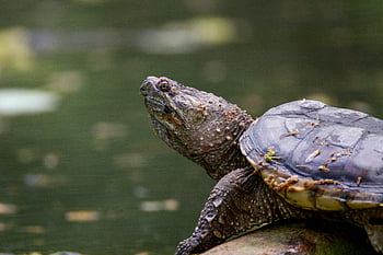 turtle, reptile, animal, outdoors, nature, creature, eye, aquatic, shell, wildlife, tough