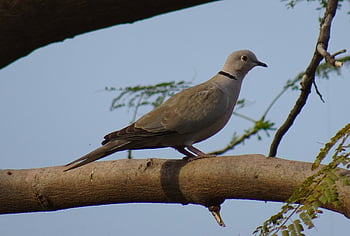 Vogel, Taube, Eurasische Türkentaube, Streptopelia decaocto, Kragentaube, Natur, Ring Taube, Fauna, Tierwelt, Jaipur, Indien