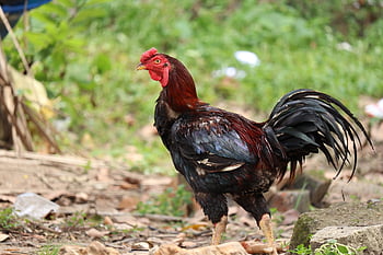 gallina, pollo, pollame, uccello, kerala, uovo, azienda agricola, nido, animale, Gallo, giovane