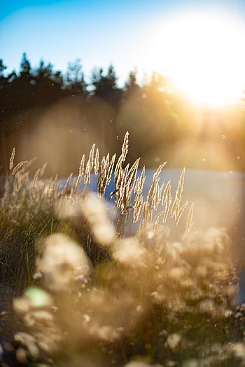 sunset, meadow, lens Flares, nature, sun