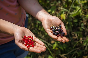 redcurrants, black Currants, berries, fruits, red Fruits, produce, nature, currants, harvest, fruit Picking, berry Picking