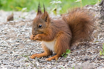 Tupai Merah Remaja, Sciurus vulgaris vulgaris, Norway, kongsberg, taman, mantel musim panas, kanon 60d, Sigma 150-500mm, imut, hewan, tupai merah eropa